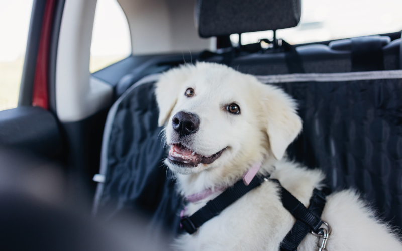dog in car with seatbelt on