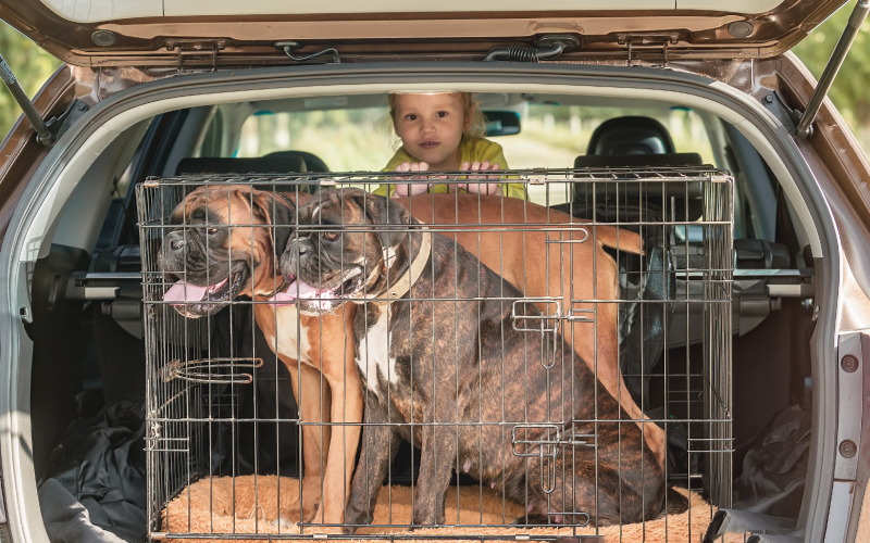 dogs in a boot crate