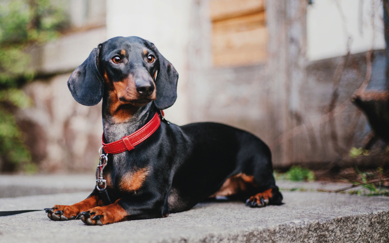 Dachshund