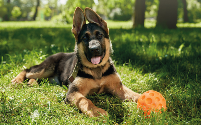 German Shepherd