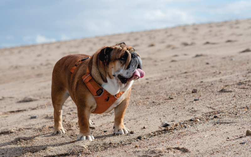 Bulldog
