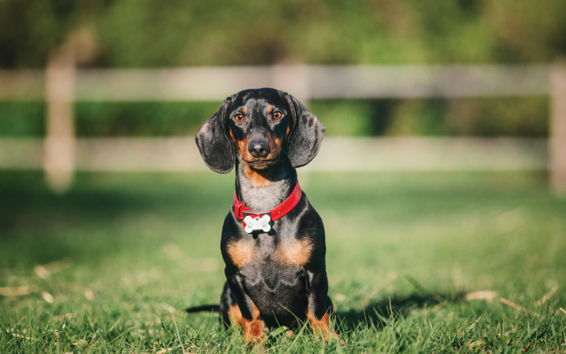 Dachshund