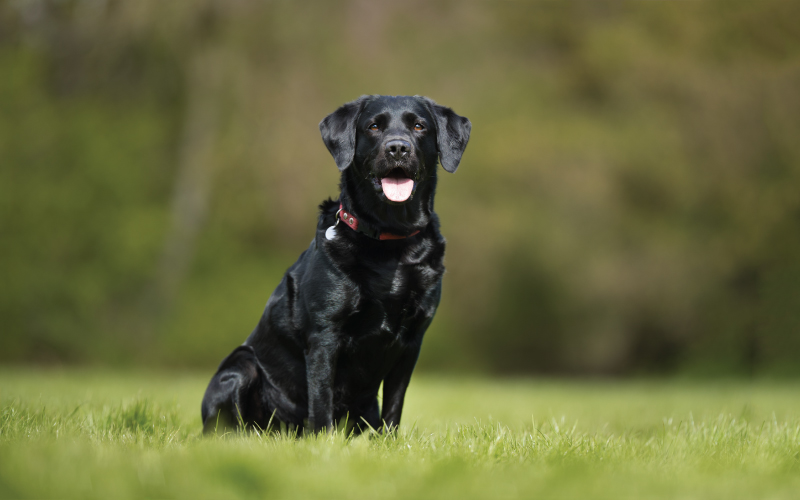 Labrador