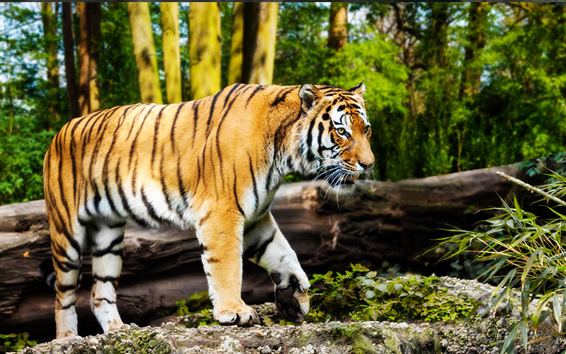 Tiger roaming forest enclosure