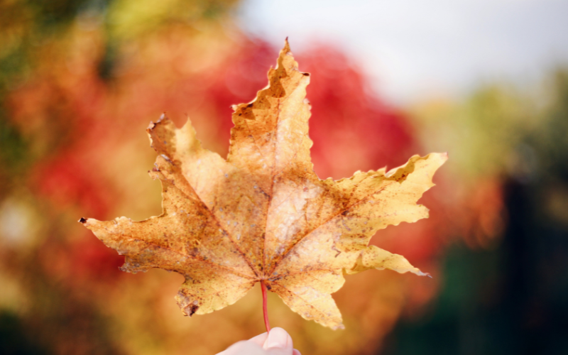 Person holding an autumn leaf