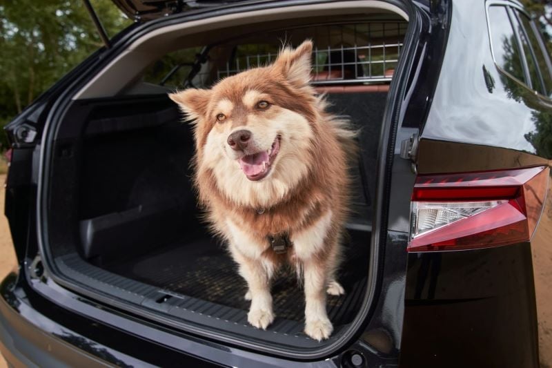 Skoda Enyaq Voted The Most Paw-fect Car For Dogs