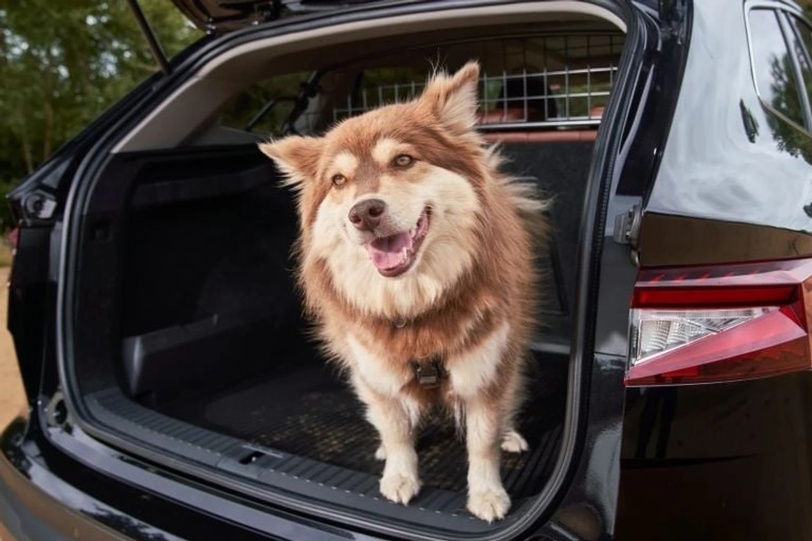 Skoda Enyaq Voted The Most Paw-fect Car For Dogs