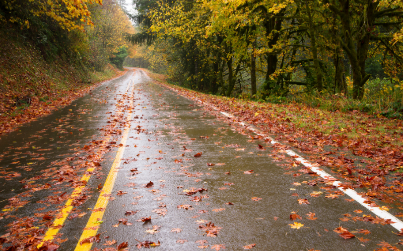 wet leaves 